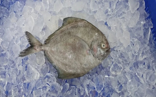 Fresh Silver Pomfret / Vavval/ Vaval