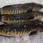 Fresh Murrel / Korramenu / Viral Meen / Varral