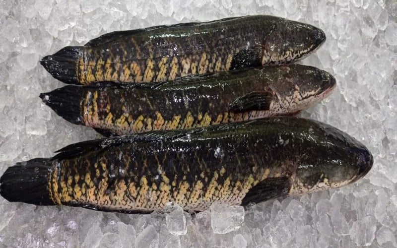 Fresh Murrel / Korramenu / Viral Meen / Varral